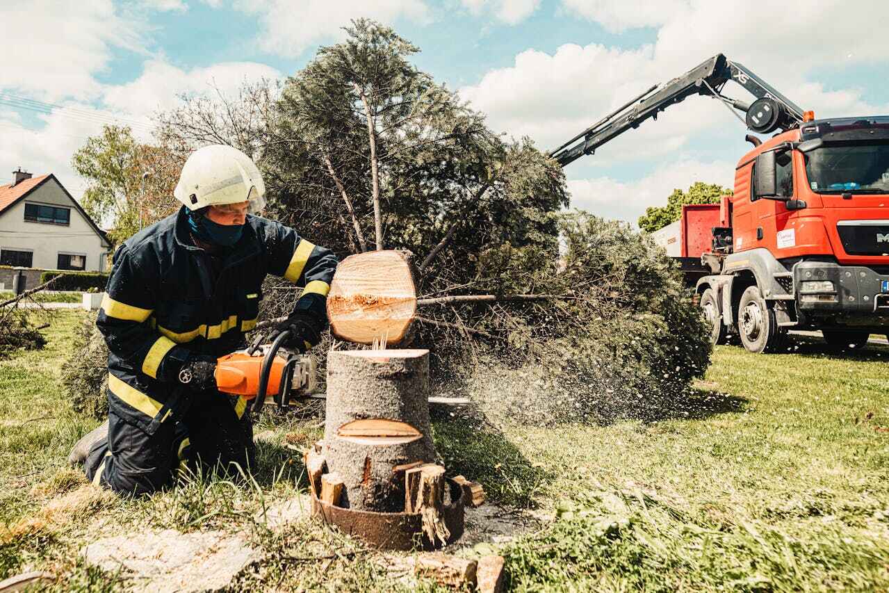 Best Emergency Tree Service  in USA